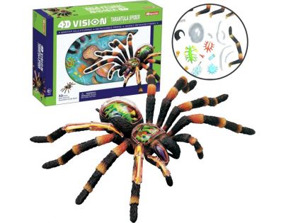 HM Studio 4D Anatomický model Tarantula 33 dielikov