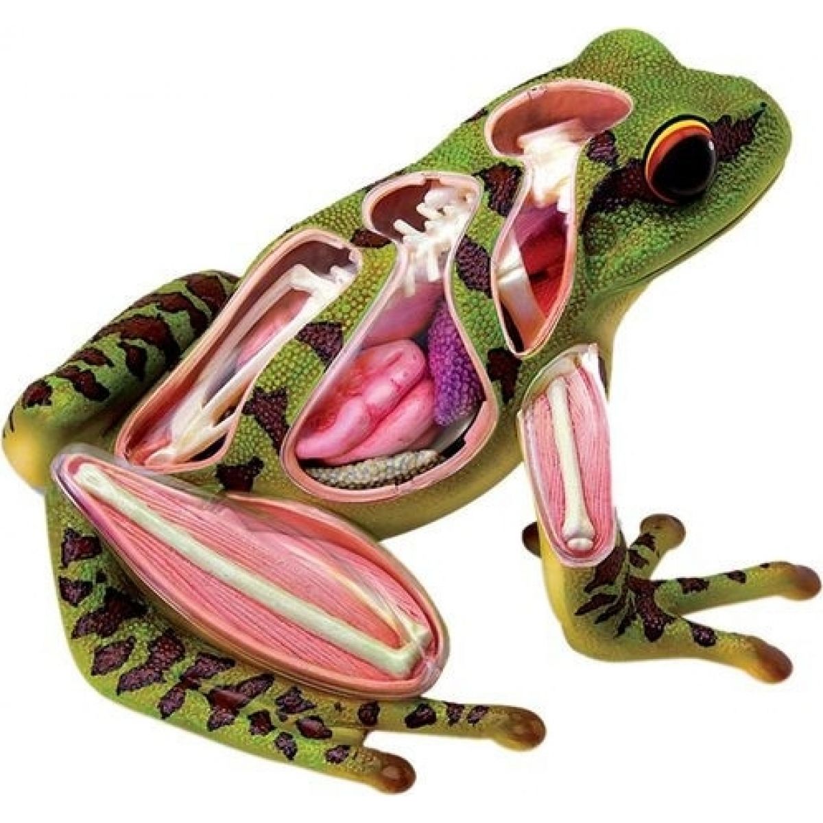 4D HM studio Anatomický model Žába