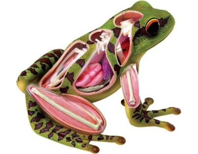 4D HM studio Anatomický model Žába