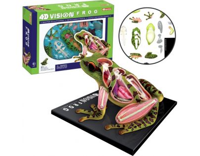 4D HM studio Anatomický model Žába