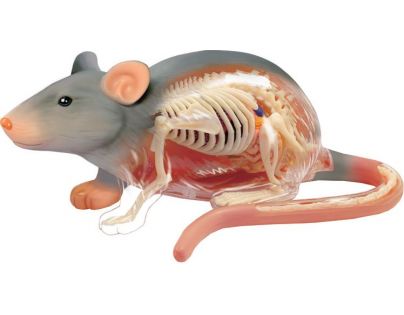 HM Studio 4D Anatomický model  Krysa