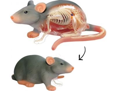 HM Studio 4D Anatomický model  Krysa