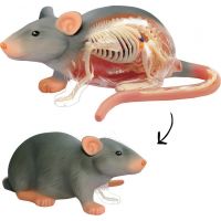 HM Studio 4D Anatomický model  Krysa 2