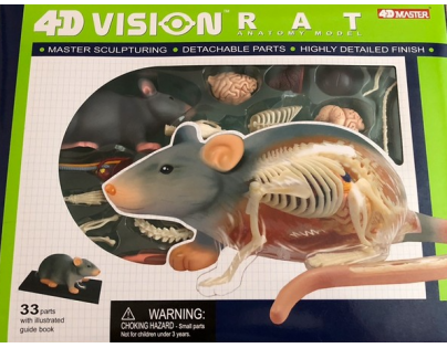 HM Studio 4D Anatomický model  Krysa