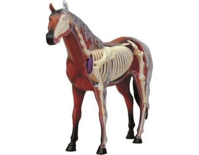 4D HM studio Anatomický model Kůň