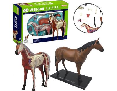 4D HM studio Anatomický model Kůň