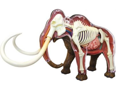 HM Studio 4D Anatomický model Mamut 30 dielikov
