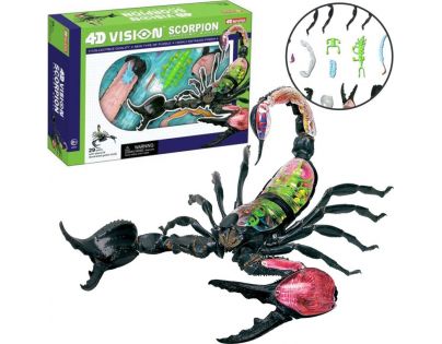 HM Studio 4D Anatomický model  Škorpión
