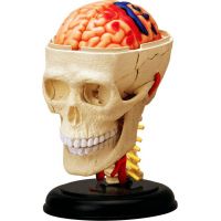 4D Anatomie člověka - lebka - Poškozený obal 2