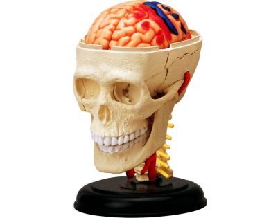 HM Studio 4D Anatomický model človeka Lebka