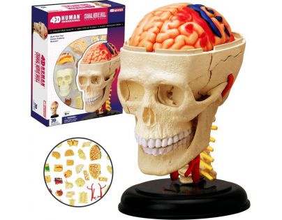 HM Studio 4D Anatomický model človeka Lebka
