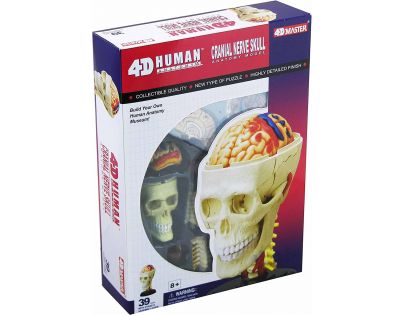HM Studio 4D Anatomický model človeka Lebka