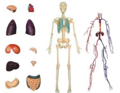 4D Master - Anatómia človeka - 1 polovina tela 33 cm - Poškodený obal