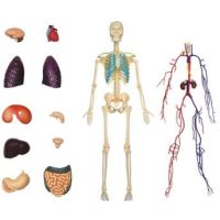 4D Master - Anatómia človeka - 1 polovina tela 33 cm - Poškodený obal 2