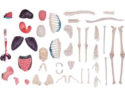 4D Master - Anatómia človeka - 1 polovina tela 33 cm - Poškodený obal