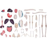 4D Master - Anatómia človeka - 1 polovina tela 33 cm - Poškodený obal 5