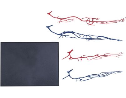 4D Master - Anatómia človeka - 1 polovina tela 33 cm - Poškodený obal