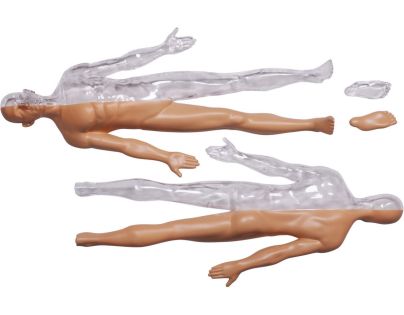 4D Master - Anatómia človeka - 1 polovina tela 33 cm - Poškodený obal
