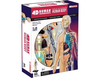 4D Master - Anatómia človeka - 1 polovina tela 33 cm - Poškodený obal