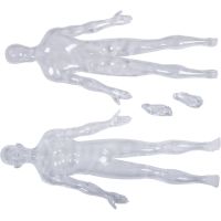 4D Master - Anatómia človeka - Transparentné telo 33 cm 4