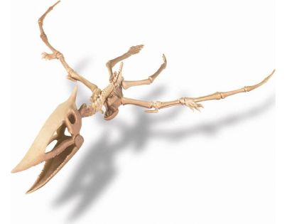 4M Pterosaurus skládací kostra