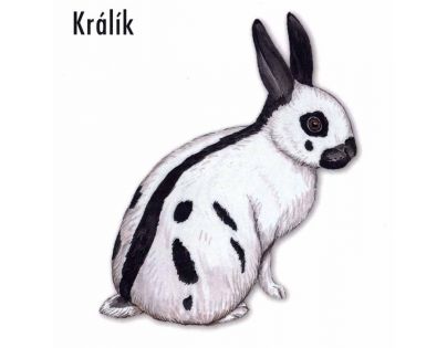Albatros Domácí zvířata CZ verzia
