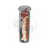 Alien Tube - Postavy Vetřelců 5