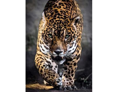 Clementoni Puzzle Jaguar 1000 dielikov