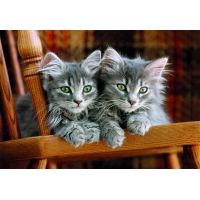 Clementoni puzzle 500 Mačiatka 2