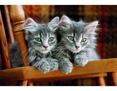 Clementoni puzzle 500 Mačiatka