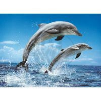 Clementoni 39205 - Puzzle 1000, Delfíni v moři 2