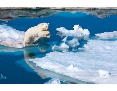 Clementoni National Geographic Ľadový medveď 1000 dielov