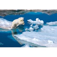 Clementoni National Geographic Ľadový medveď 1000 dielov 2