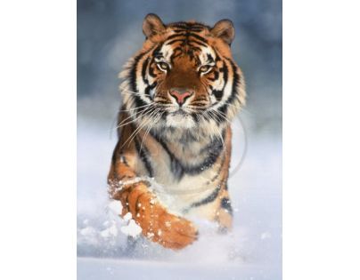 Clementoni 39171 - Puzzle 1000, Tiger