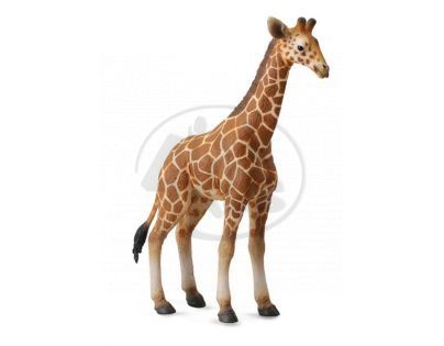Collecta Žirafa mládě