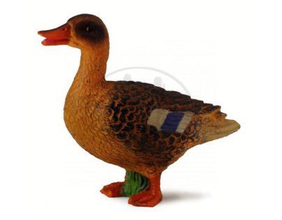 Collecta Kachna divoká