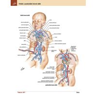 Cpress Netterov anatomický atlas človeka Preklad 8. vydanie 3