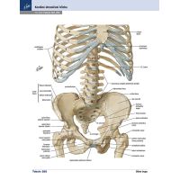 Cpress Netterov anatomický atlas človeka Preklad 8. vydanie 4