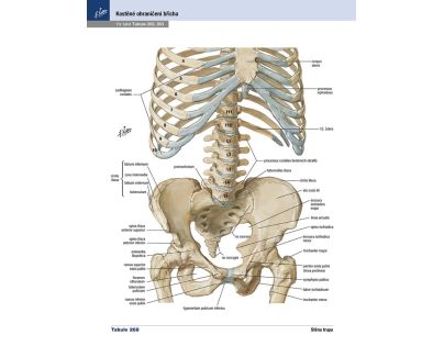 Cpress Netterov anatomický atlas človeka Preklad 8. vydanie