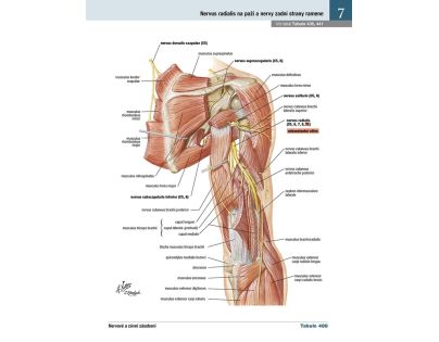 Cpress Netterov anatomický atlas človeka Preklad 8. vydanie