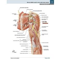 Cpress Netterov anatomický atlas človeka Preklad 8. vydanie 5