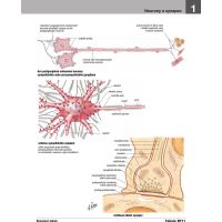 CPress Netterův anatomický atlas človeka CZ verzia 2