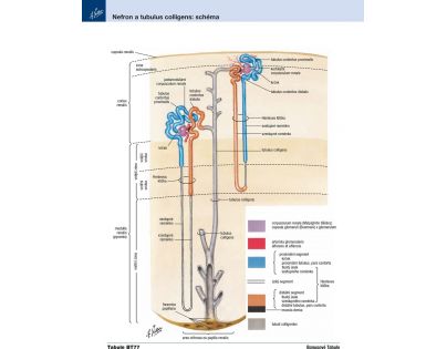 CPress Netterův anatomický atlas človeka CZ verzia