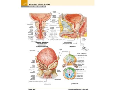 CPress Netterův anatomický atlas človeka CZ verzia