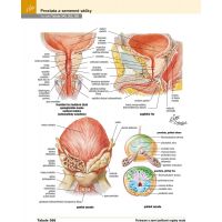 CPress Netterův anatomický atlas človeka CZ verzia 4