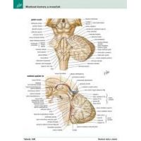 CPress Netterův anatomický atlas človeka CZ verzia 5