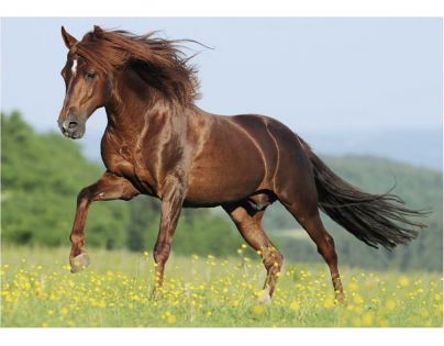 Dino Puzzle Kôň na lúke 500 dielikov