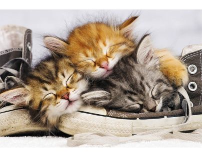 Dino Puzzle Kotě v botě 500 dílků