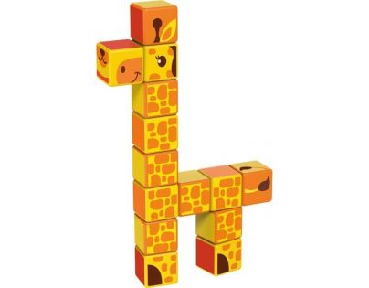 Magicube Safari