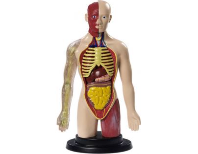 Hm Studio Anatomický model 4D Lidský trup 16 dílků